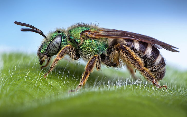Sweat Bee Macro Photography Desktop Hd Wallpaper For Pc Tablet And Mobile 3840×2400, HD wallpaper