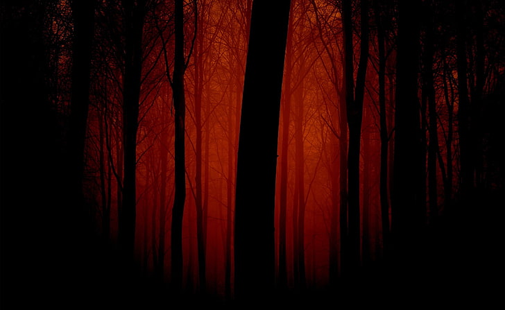 Bloody Forest, bare trees digital wallpaper, Nature, Forests, HD wallpaper