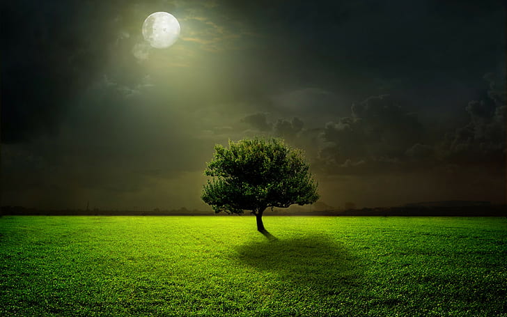 Moonlight field, tree, grass, Night, sky, green, clouds