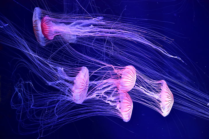 five pink jelly fish digital wallpaper, sea, water, jellyfish
