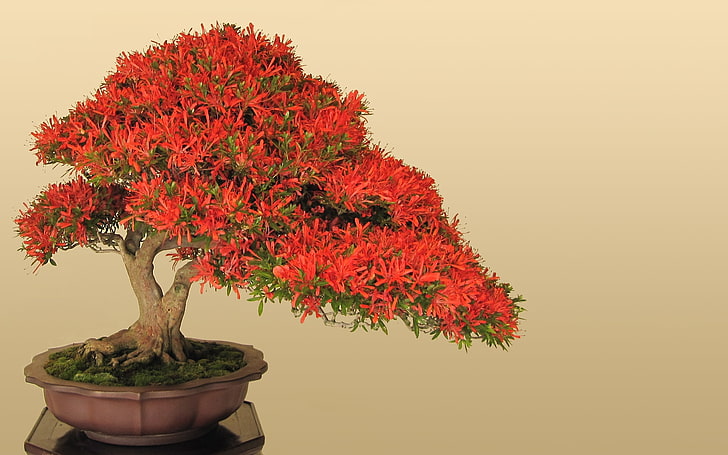 japan bonsai Nature Trees HD Art, HD wallpaper