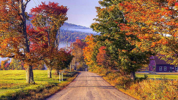 autumn colors, countryside, road, autumn leaves, tree, rural area