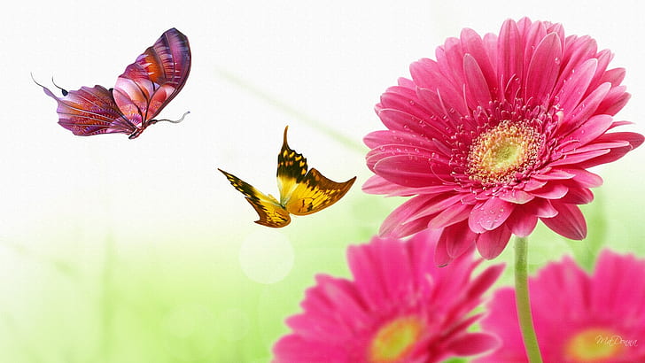 gerber daisy butterfly dance bright butterflies daisies Firefox Persona gerbera Pink HD, HD wallpaper