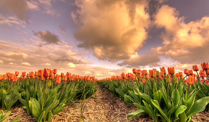 orange roses field, Dutch, sky, 35mm, D750, Europe, HDR, Nederland, HD wallpaper
