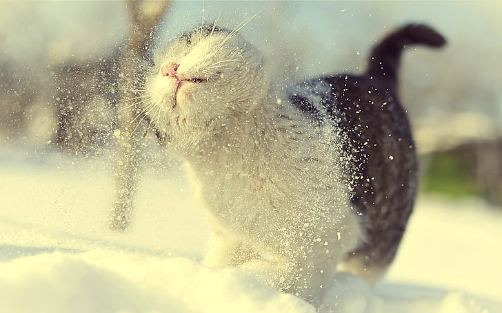 short-coated white and black cat, brown bi-color tabby cat playing in the snow, HD wallpaper