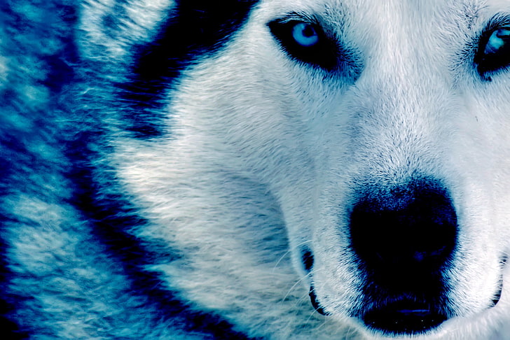 adult Siberian husky, wolf, dark blue, one animal, animal themes, HD wallpaper