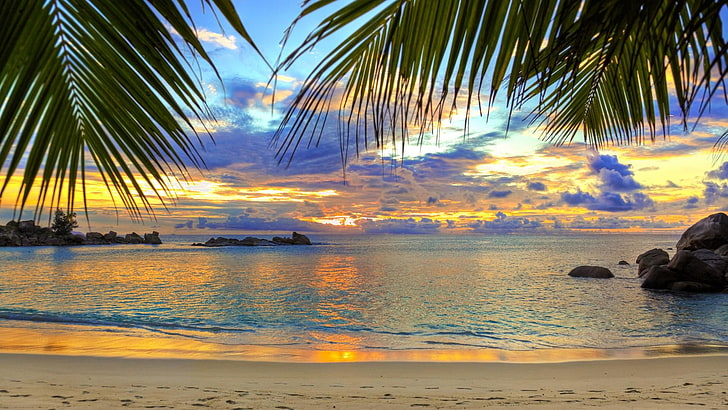 sunrise, palms, beach, sandy beach, shore, water, sea, sky, HD wallpaper