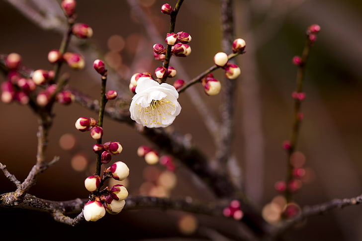 white cherry blossom, plant, flower, branch, spring, nature, tree, HD wallpaper