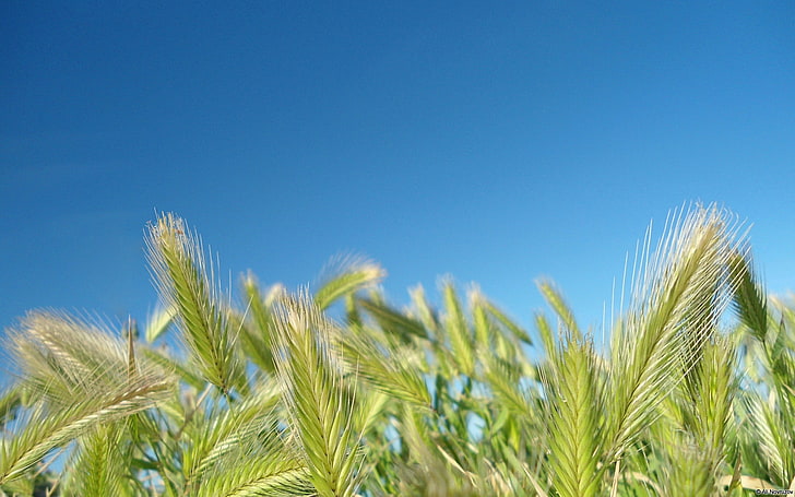 Wild Grass-Windows 10 Wallpaper, agriculture, sky, blue, crop HD wallpaper