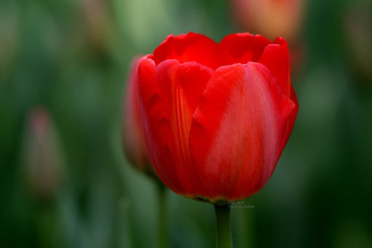 tulips, flowers, nature, flowering plant, freshness, vulnerability, HD wallpaper