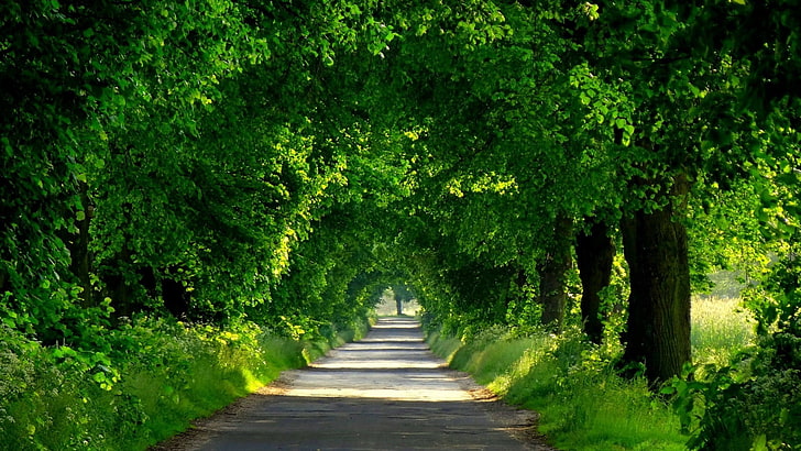 trees, green, foliage, tunnel, arch, road, path, dappled sunlight