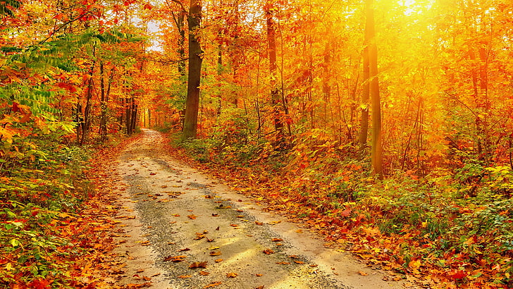8k  fall hd landscape, autumn, tree, forest, change, plant, HD wallpaper