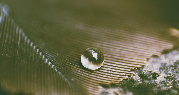 bubbles, plant, drop, nature, leaf, close-up, no people, selective focus, HD wallpaper