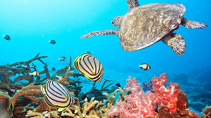 Turtle Tortoise Ocean Fish Underwater HD, animals, HD wallpaper