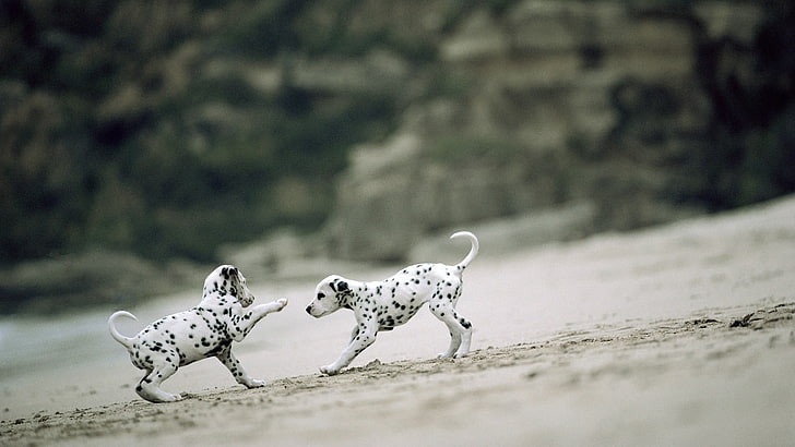 two white-and-black Dalmatian puppies, depth of field, sand, dog