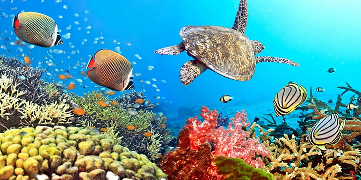 coral hd widescreen, underwater, sea, animal wildlife, animals in the wild, HD wallpaper