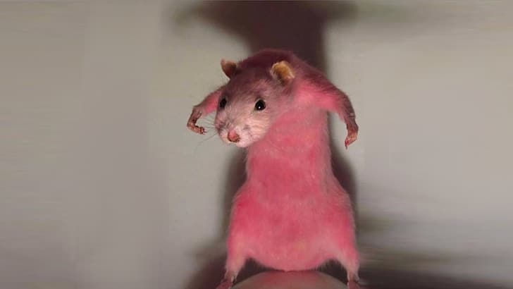 mice, Animais, HD wallpaper
