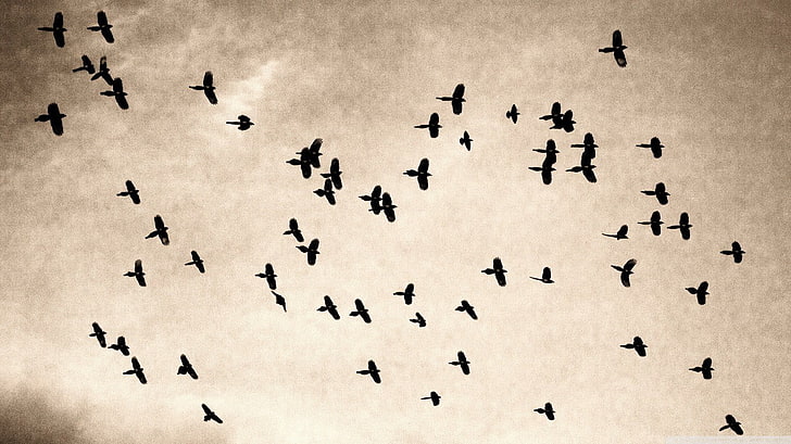 flock of birds, animals, sepia, sky, no people, close-up, large group of animals, HD wallpaper