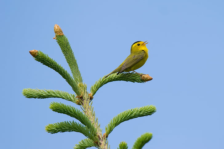yellow and brown bird on top of green plant during daytime, spruce, spruce