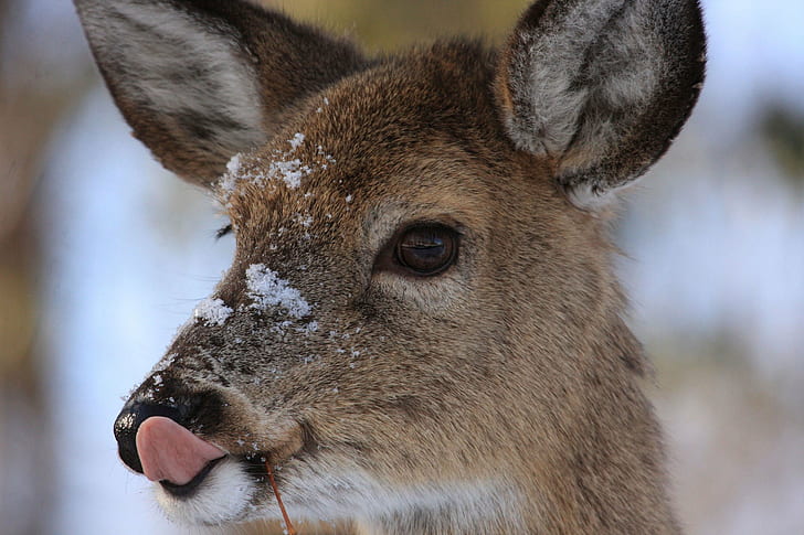 brown and black deer doe, deer, snow, nose, john heinz national wildlife refuge