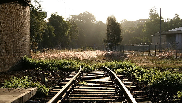 brown railroad, railway, plant, tree, growth, rail transportation, HD wallpaper