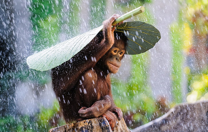 Monkeys, Orangutan, Animal, Cute, Leaf, Rain
