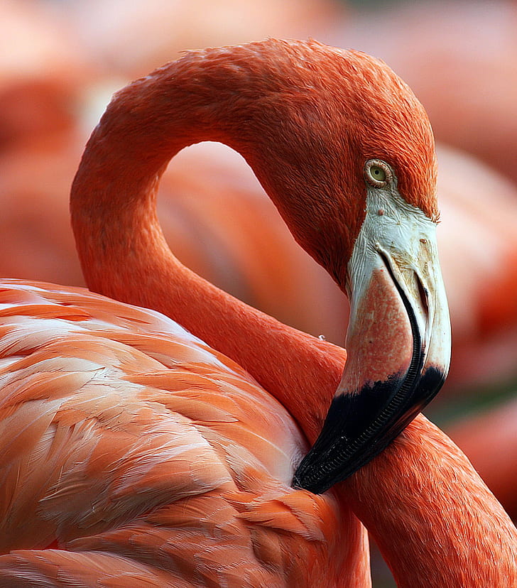 Pink flamingo 1080P, 2K, 4K, 5K HD wallpapers free download | Wallpaper  Flare