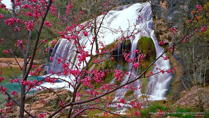 Redbud Blossoms, Turner Falls, Arbuckle Mountains, Oklahoma, Waterfalls, HD wallpaper