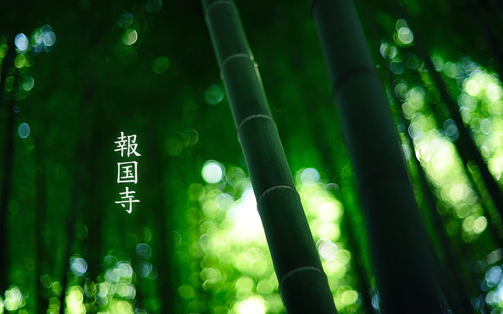plants, leaves, bamboo, HD wallpaper