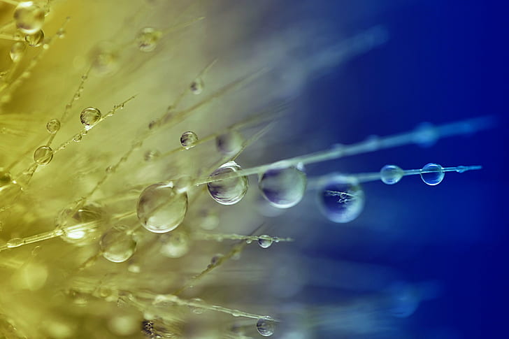 micro photography of water drops on grass, HSS, MACRO, SCOTLAND, HD wallpaper