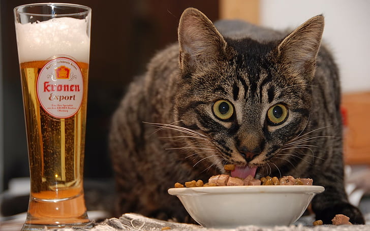 animals, food, beer, cat, pet, eating, HD wallpaper