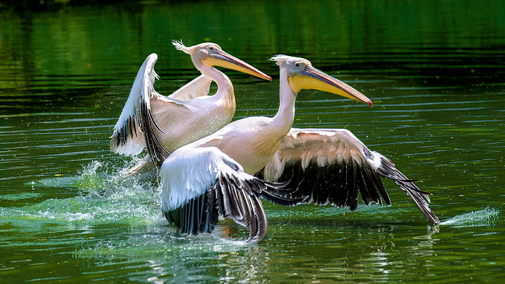 Rosy Pelicans In The Lake At National Zoological Park Washington United States Desktop Hd Wallpaper For Mobile Phones Tablet And Computer 3840×2160