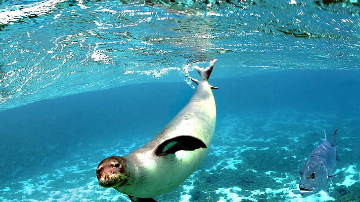 agua, animales, bajo, foca, pez, sea, animal wildlife, animals in the wild, HD wallpaper
