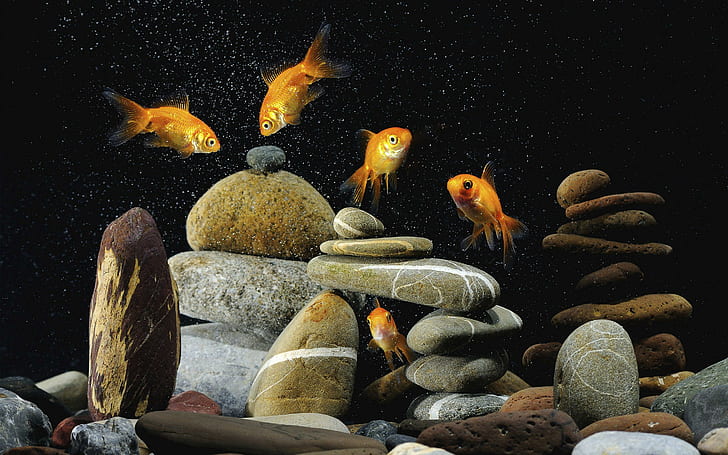 Underwater World Stones Fishes Desktop Backgrounds, HD wallpaper