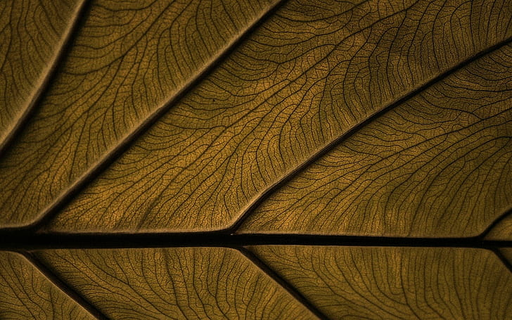texture, wood, wooden surface, HD wallpaper