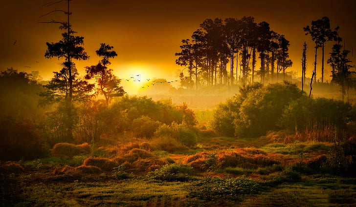 Sunset, The sun, Nature, Sunrise, Fog, Trees, Forest, Dawn, HD wallpaper