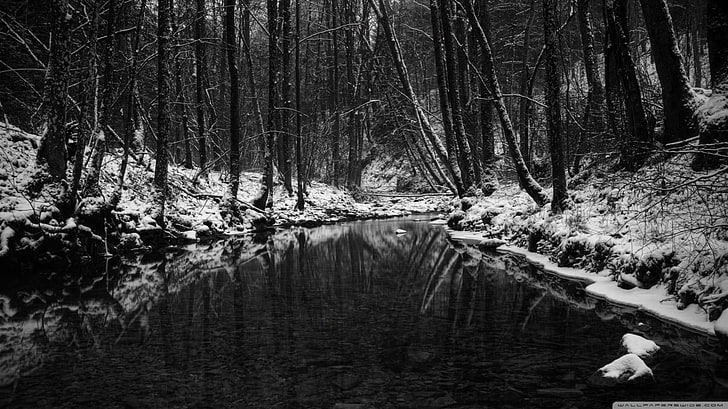 body of water, river, forest, snow, ice, monochrome, winter, tree