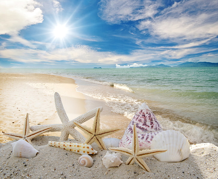seashells and starfish on beach shore wallpaper, sand, the sun