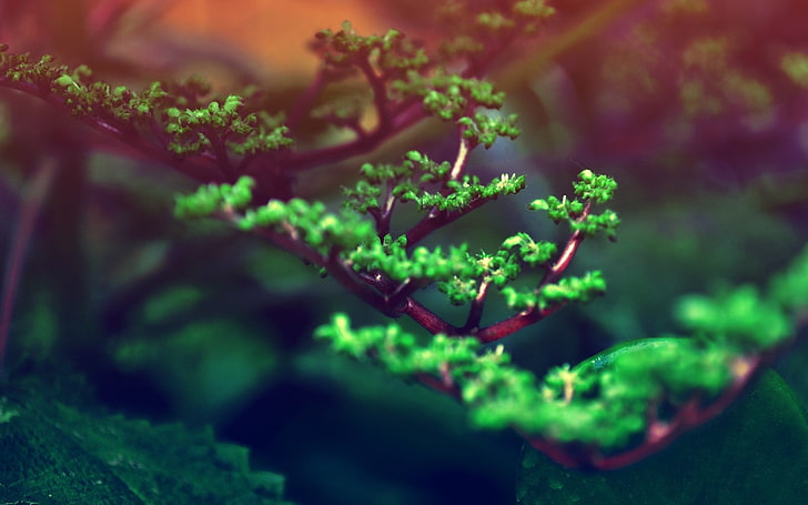 selective focus photo of green leafed tree, nature, plants, bonsai, HD wallpaper