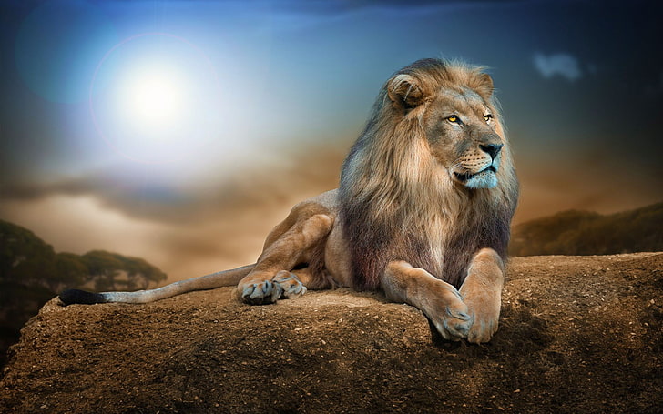 lion animal, animals, nature, wildlife, rock, digital art, big cats, HD wallpaper