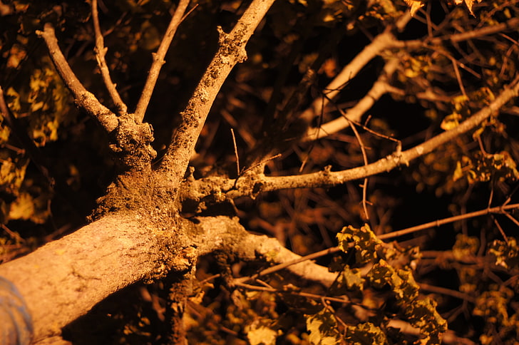 night, nature, trees, plant, close-up, no people, selective focus