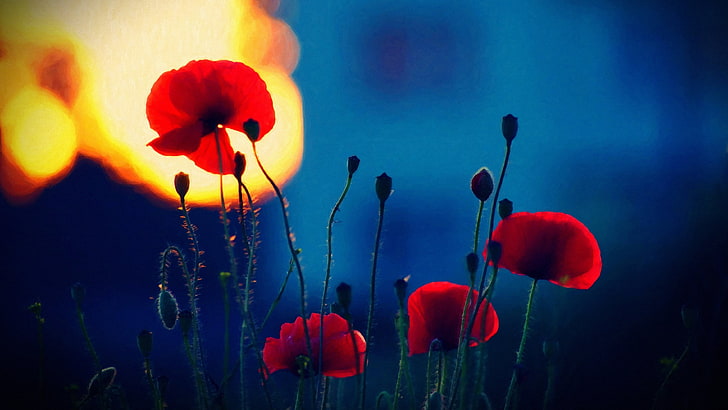 red and white pendant lamp, poppies, depth of field, red flowers, HD wallpaper