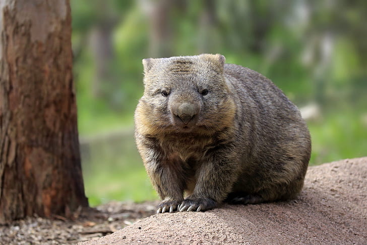 Wallpaper Wombat Images