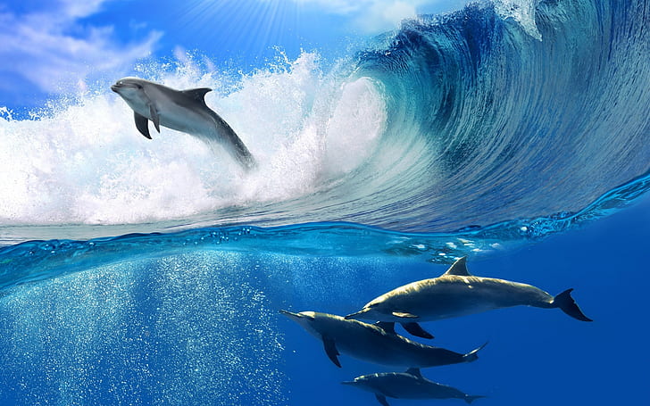 Dolphins Swimming, dolphins show, sea dolphins, HD wallpaper