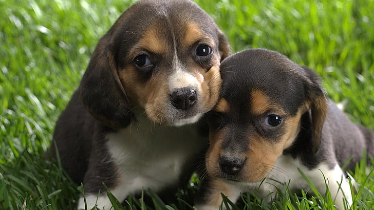 two black-and-brown puppies, Beagles, dog, baby animals, mammal