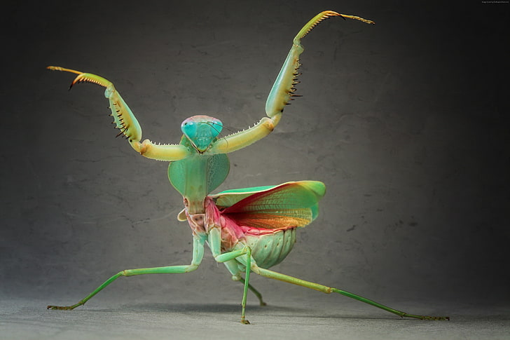 Mantis, green