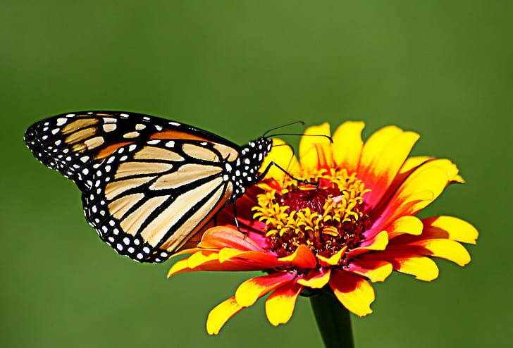 macro photography of butterfly on petal flower, orange, Monarch  Butterfly