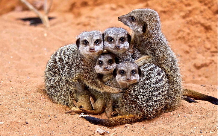HD wallpaper: five brown 4-legged animals, meerkats, family, cubs, hugs,  wildlife | Wallpaper Flare