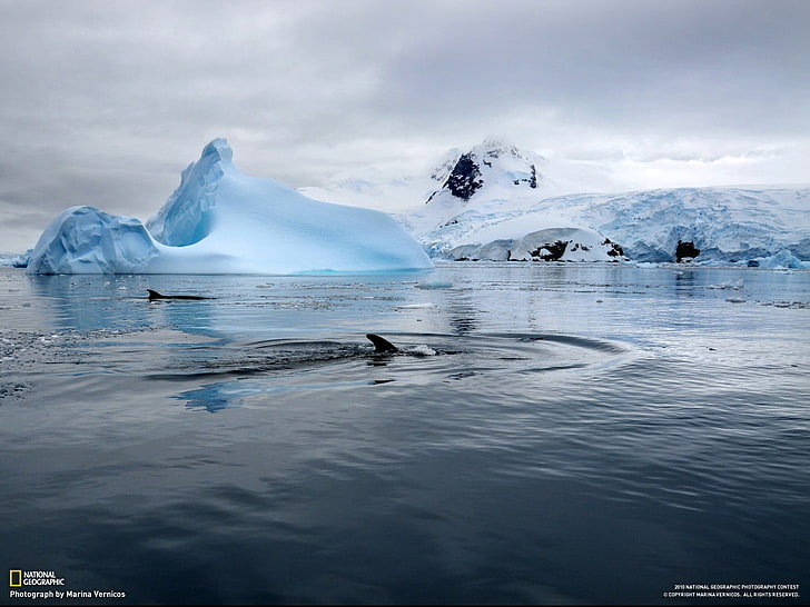 National Geographic, whale, iceberg, sea, Antarctica, snow, HD wallpaper
