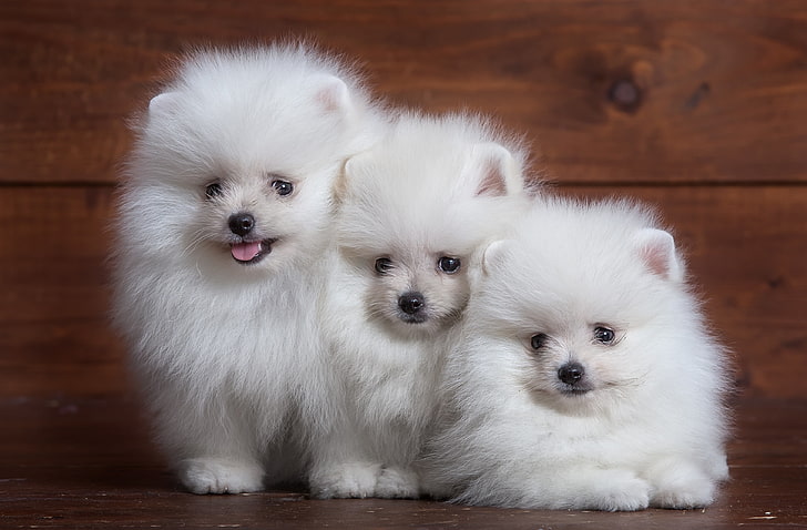 three long-coated white dogs, fluffy, puppy, trio, Spitz, pets